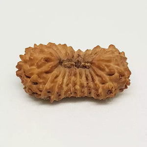21 Mukhi Rudraksha – Indonesia