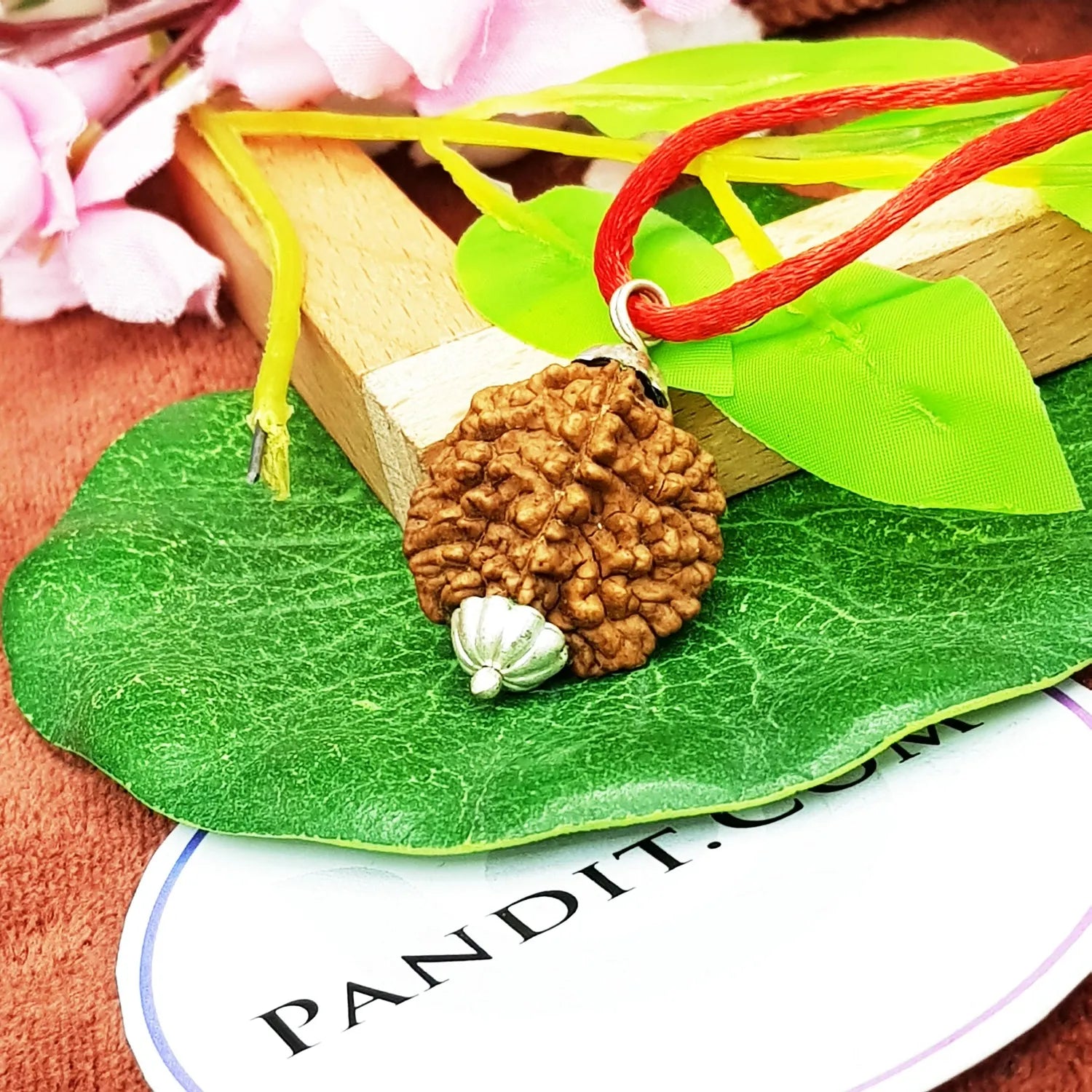 2 Faced Rudraksha India