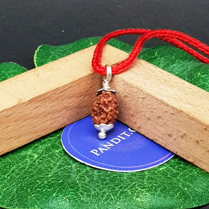 2 Mukhi Rudraksha Indonesia