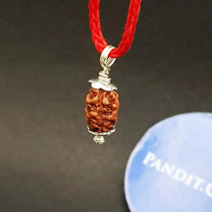 2 Mukhi Rudraksha Indonesia