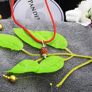 2 Mukhi Rudraksha Indonesia