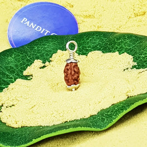 2 Mukhi Rudraksha Indonesia