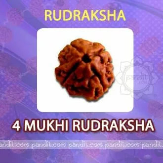 4 Mukhi Rudraksha