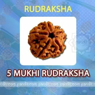 5 Mukhi Rudraksha