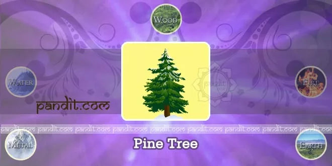 Pine Tree - Pandit.com