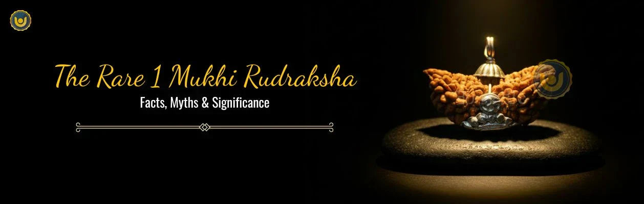 The Rare 1 Mukhi Rudraksha: Facts, Myths & Significance