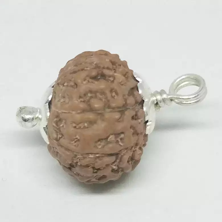 10 Mukhi Rudraksha — main bead view showing mukhi (faces)