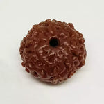 10 Mukhi Rudraksha — close-up macro showing surface texture and natural lines