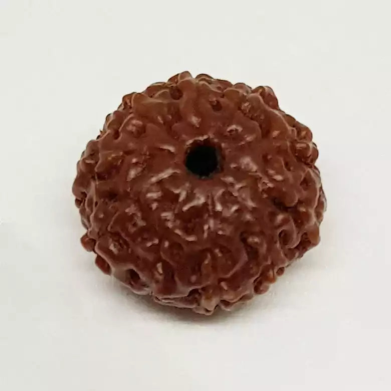 10 Mukhi Rudraksha — close-up macro showing surface texture and natural lines