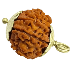 12 Mukhi Rudraksha