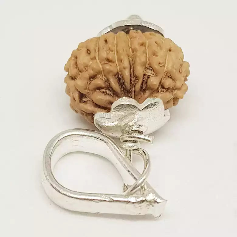 13 Mukhi Rudraksha — main bead view showing mukhi (faces)
