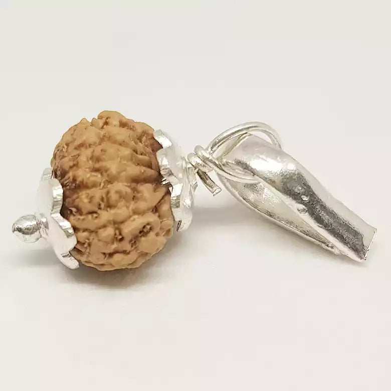 13 Mukhi Rudraksha — bead size reference