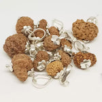 13 Mukhi Rudraksha — close-up macro showing surface texture and natural lines