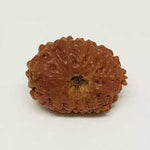13 Mukhi Rudraksha — bead worn on red thread