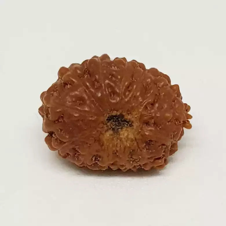 13 Mukhi Rudraksha — bead worn on red thread