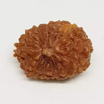 13 Mukhi Rudraksha — packaging back showing wearing instructions