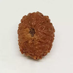 13 Mukhi Rudraksha — main bead view showing mukhi (faces)