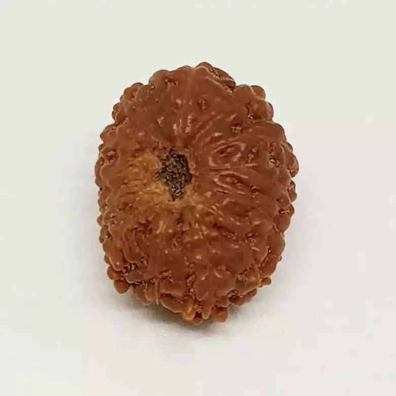 13 Mukhi Rudraksha — main bead view showing mukhi (faces)