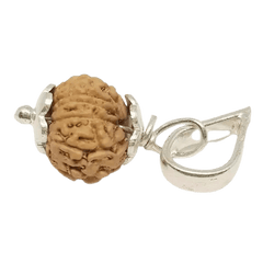 13 Mukhi Rudraksha