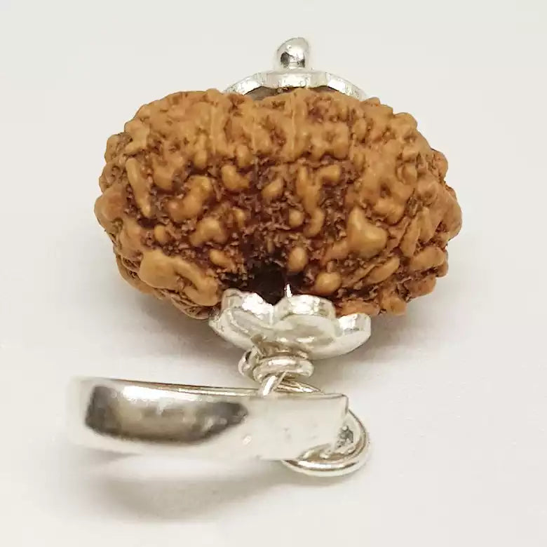 14 Mukhi Rudraksha — bead worn on red thread