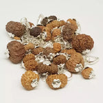 14 Mukhi Rudraksha — main bead view showing mukhi (faces)