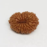 14 Mukhi Rudraksha — close-up macro showing surface texture and natural lines