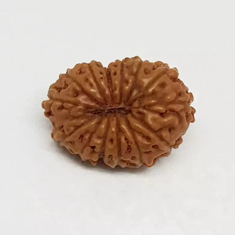 14 Mukhi Rudraksha — close-up macro showing surface texture and natural lines