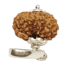 14 Mukhi Rudraksha