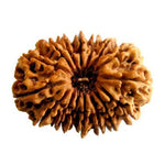 16 Mukhi Rudraksha — authenticity certificate and lab report
