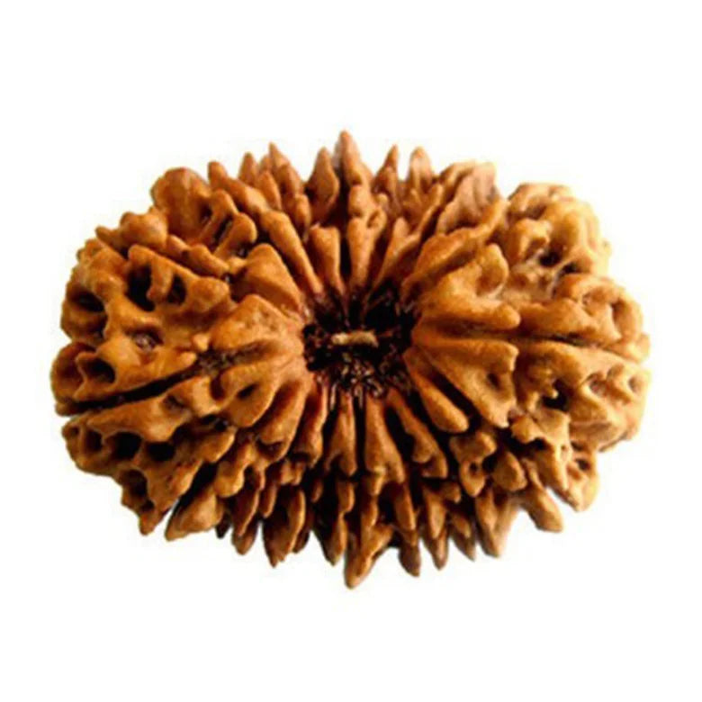 16 Mukhi Rudraksha — authenticity certificate and lab report
