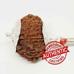 16 Mukhi Rudraksha — bead worn on red thread
