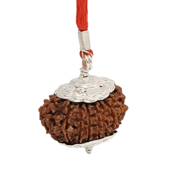 16 Mukhi Rudraksha