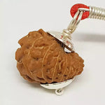 17 Mukhi Rudraksha — main bead view showing mukhi (faces)