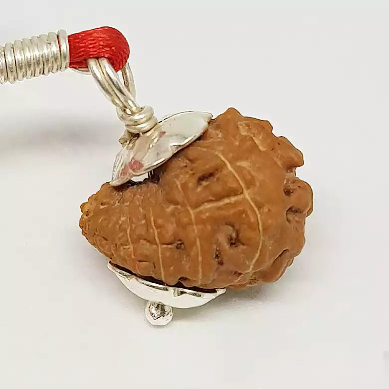 17 Mukhi Rudraksha — bead size reference