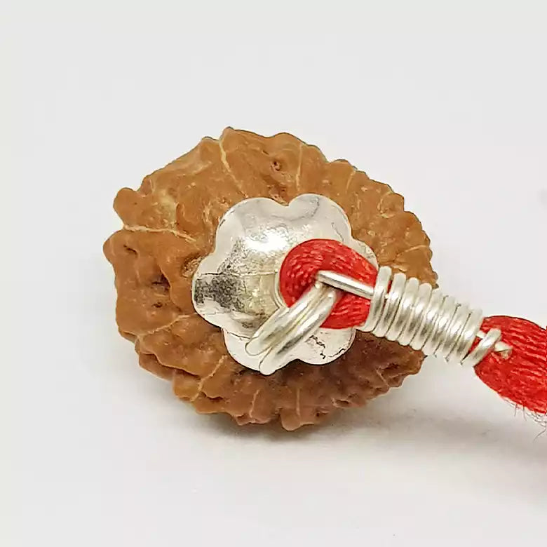 17 Mukhi Rudraksha — bead worn on red thread
