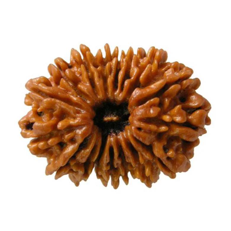17 Faced Rudraksha — main bead view showing mukhi (faces)