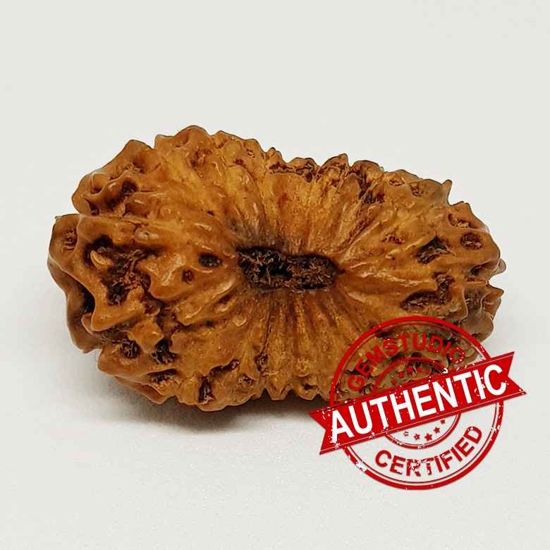 18 Mukhi Rudraksha — bead worn on red thread
