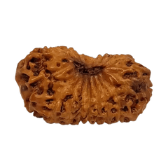 18 Mukhi Rudraksha