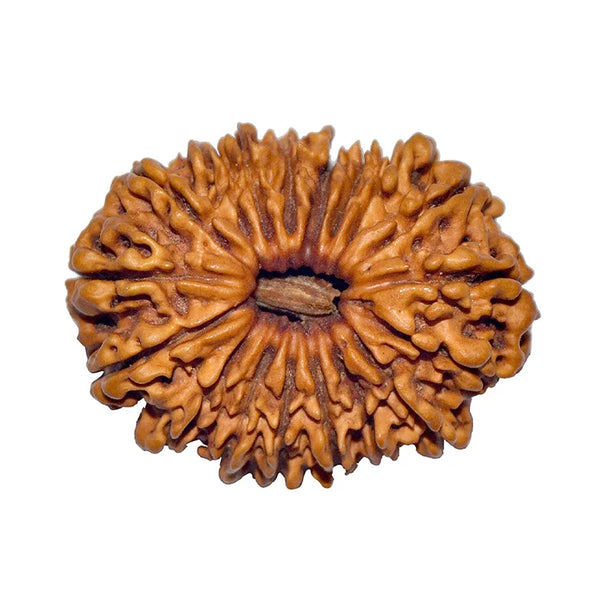 18 Faced Rudraksha — main bead view showing mukhi (faces)
