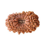 19 Mukhi Rudraksha — main bead view showing mukhi (faces)