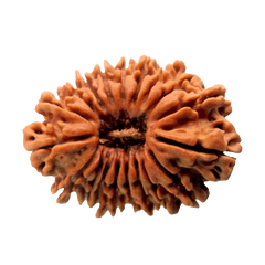 19 Mukhi Rudraksha