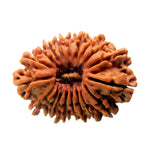 19 Faced Rudraksha — main bead view showing mukhi (faces)