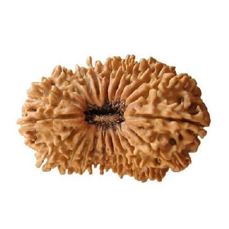 20 Mukhi Rudraksha — main bead view showing mukhi (faces)