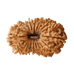 20 Mukhi Rudraksha
