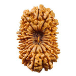 20 Faced Rudraksha — main bead view showing mukhi (faces)