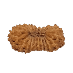 21 Mukhi Rudraksha
