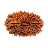 21 Faced Rudraksha — main bead view showing mukhi (faces)