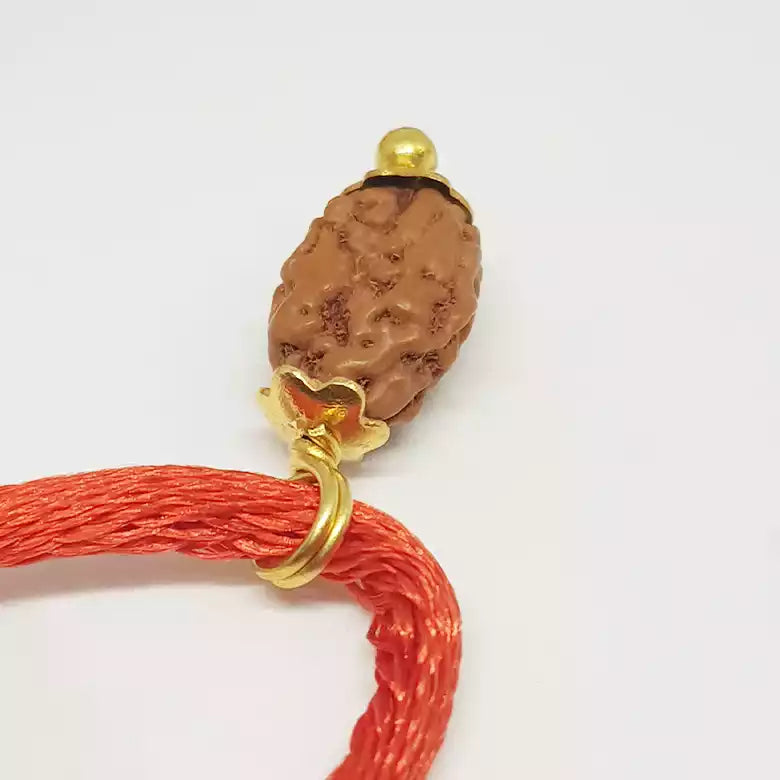 2 Mukhi Rudraksha — main bead view showing mukhi (faces)