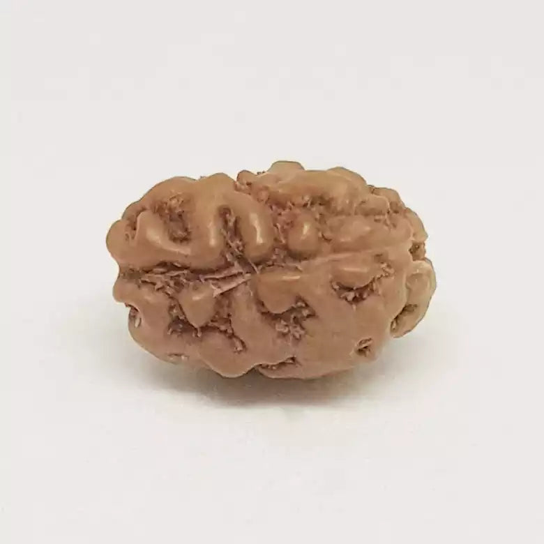 2 Mukhi Rudraksha — close-up macro showing surface texture and natural lines