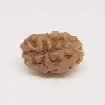 2 Mukhi Rudraksha — close-up macro showing surface texture and natural lines